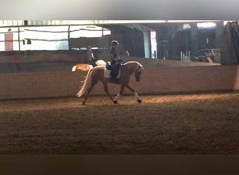 Andalusian, Gelding, 4 years, 16 hh, Palomino