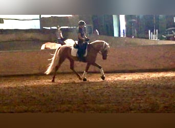 Andalusian, Gelding, 4 years, 16 hh, Palomino