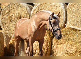 Andalusian, Gelding, 4 years, 16 hh, Palomino