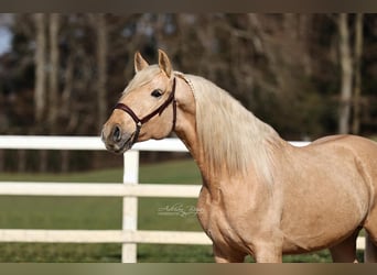 Andalusian, Gelding, 4 years, 16 hh, Palomino