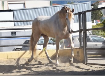 Andalusian, Gelding, 4 years, 16 hh, Pearl