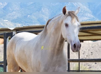 Andalusian, Gelding, 4 years, 16 hh, Pearl