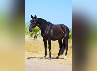 Andalusian, Gelding, 4 years, 16,1 hh, Black