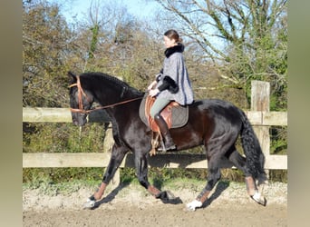 Andalusian, Gelding, 4 years, 16,1 hh, Black