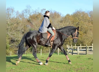 Andalusian, Gelding, 4 years, 16,1 hh, Black