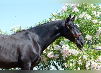 Andalusian, Gelding, 4 years, 16,1 hh, Black