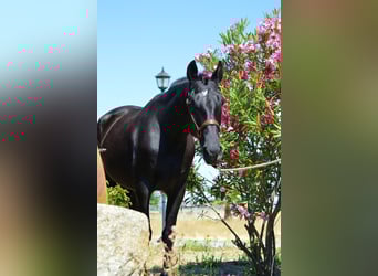 Andalusian, Gelding, 4 years, 16,1 hh, Black