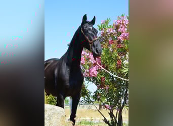 Andalusian, Gelding, 4 years, 16,1 hh, Black
