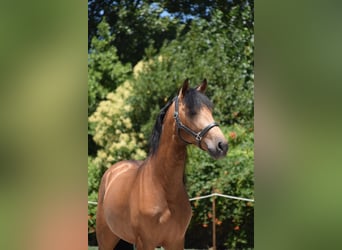 Andalusian, Gelding, 4 years, 16,2 hh, Dun