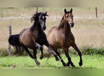 Andalusian Mix, Gelding, 4 years, Brown
