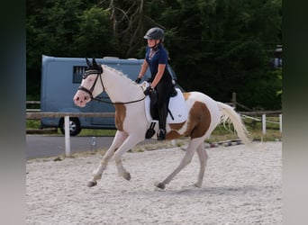 Andalusian Mix, Gelding, 4 years, Pinto