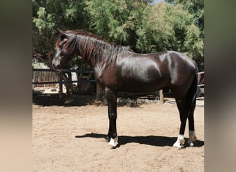 Andalusian, Gelding, 5 years, 14.1 hh, Black