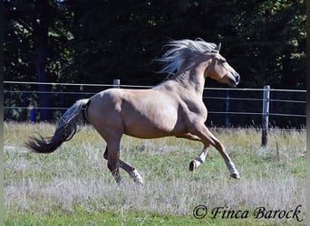 Andalusian, Gelding, 5 years, 14.1 hh, Palomino