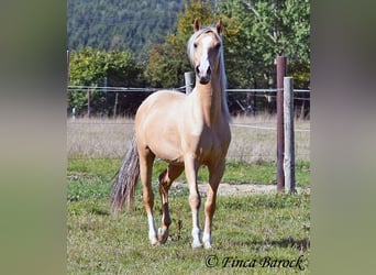 Andalusian, Gelding, 5 years, 14.1 hh, Palomino