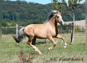 Andalusian, Gelding, 5 years, 14.1 hh, Palomino