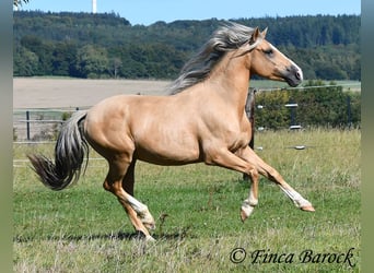 Andalusian, Gelding, 5 years, 14.1 hh, Palomino