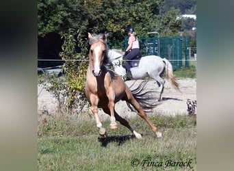 Andalusian, Gelding, 5 years, 14.1 hh, Palomino