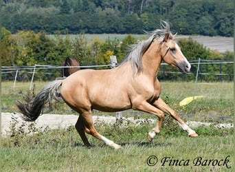 Andalusian, Gelding, 5 years, 14.1 hh, Palomino