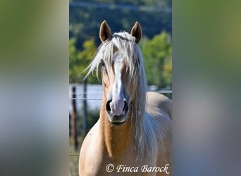 Andalusian, Gelding, 5 years, 14.1 hh, Palomino