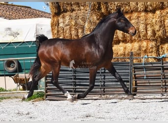 Andalusian, Gelding, 5 years, 14.3 hh, Bay-Dark