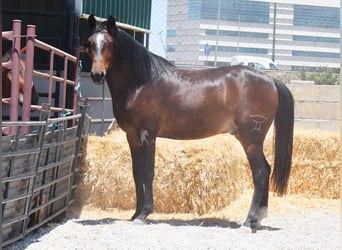Andalusian, Gelding, 5 years, 14.3 hh, Bay-Dark