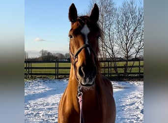 Andalusian, Gelding, 5 years, 14.3 hh, Chestnut-Red