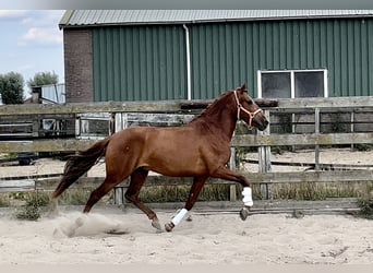Andalusian, Gelding, 5 years, 14.3 hh, Chestnut-Red