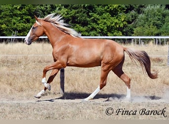 Andalusian, Gelding, 5 years, 14.3 hh, Palomino