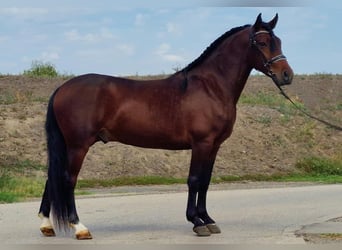 Andalusian Mix, Gelding, 5 years, 14,1 hh, Brown