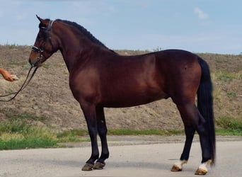 Andalusian Mix, Gelding, 5 years, 14,1 hh, Brown
