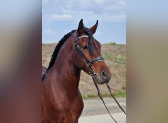 Andalusian Mix, Gelding, 5 years, 14,1 hh, Brown
