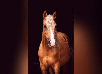 Andalusian, Gelding, 5 years, 14,1 hh, Palomino
