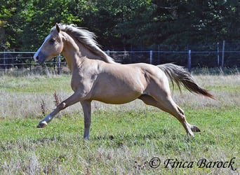 Andalusian, Gelding, 5 years, 14,1 hh, Palomino