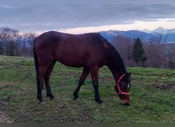 Andalusian Mix, Gelding, 5 years, 14,2 hh, Chestnut