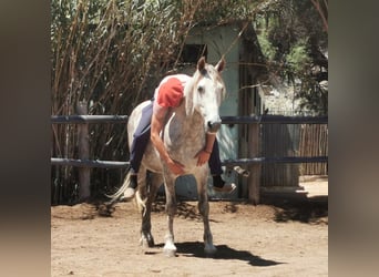 Andalusian, Gelding, 5 years, 14,2 hh, Gray