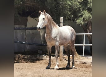 Andalusian, Gelding, 5 years, 14,2 hh, Gray