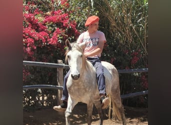 Andalusian, Gelding, 5 years, 14,2 hh, Gray