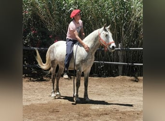 Andalusian, Gelding, 5 years, 14,2 hh, Gray