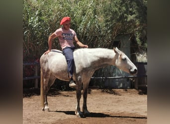Andalusian, Gelding, 5 years, 14,2 hh, Gray
