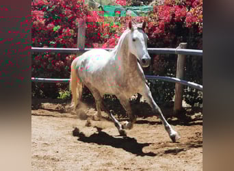Andalusian, Gelding, 5 years, 14,2 hh, Gray