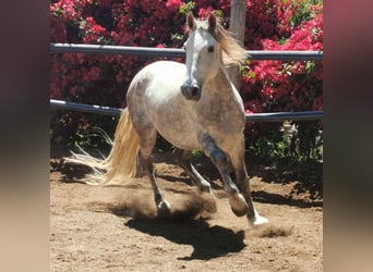 Andalusian, Gelding, 5 years, 14,2 hh, Gray