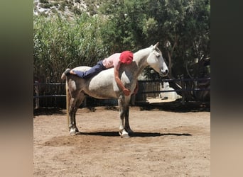 Andalusian, Gelding, 5 years, 14,2 hh, Gray