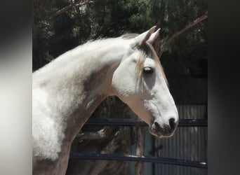 Andalusian, Gelding, 5 years, 14,2 hh, Gray