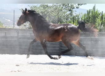 Andalusian, Gelding, 5 years, 14,3 hh, Bay-Dark