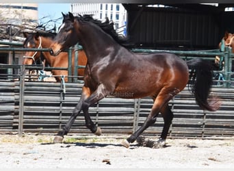 Andalusian, Gelding, 5 years, 14,3 hh, Bay-Dark