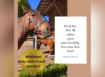 Andalusian Mix, Gelding, 5 years, 14,3 hh, Brown