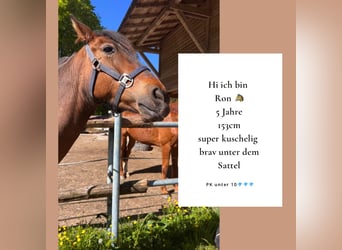 Andalusian Mix, Gelding, 5 years, 14,3 hh, Brown