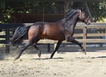 Andalusian, Gelding, 5 years, 15.1 hh, Bay-Dark