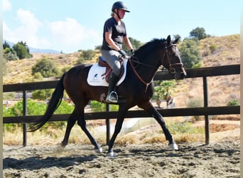 Andalusian, Gelding, 5 years, 15.1 hh, Bay-Dark