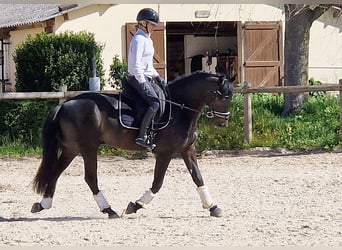 Andalusian, Gelding, 5 years, 15.1 hh, Black